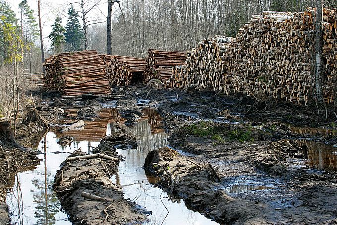 Holokaust Eesti moodi. Valdur Mikita võitlev animism